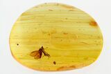 Detailed Fossil Dance Fly (Rhamphomyia) In Baltic Amber #315543-1